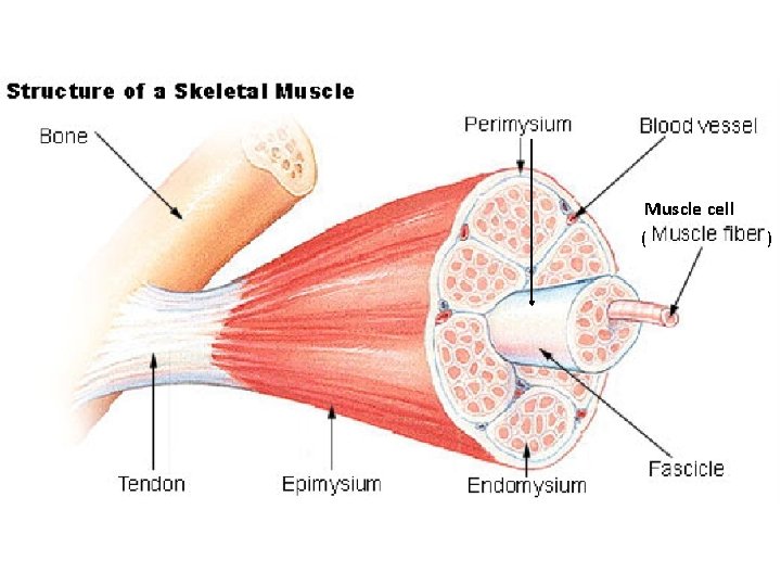 Muscle cell ( ) 