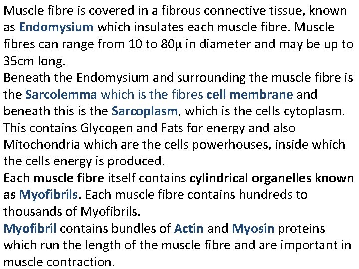 Muscle fibre is covered in a fibrous connective tissue, known as Endomysium which insulates