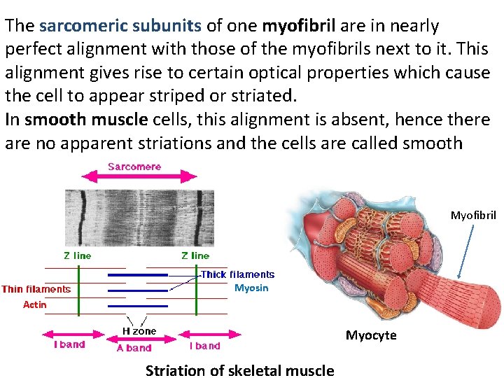 The sarcomeric subunits of one myofibril are in nearly perfect alignment with those of