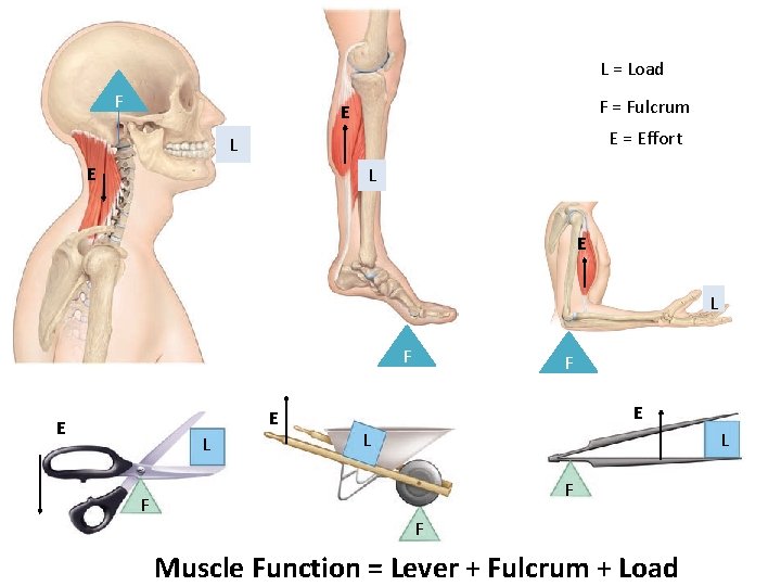 L = Load F F = Fulcrum E E = Effort L E L