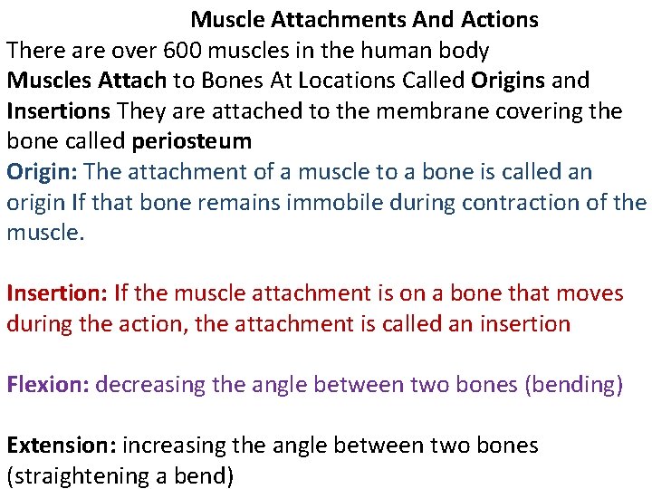 Muscle Attachments And Actions There are over 600 muscles in the human body Muscles