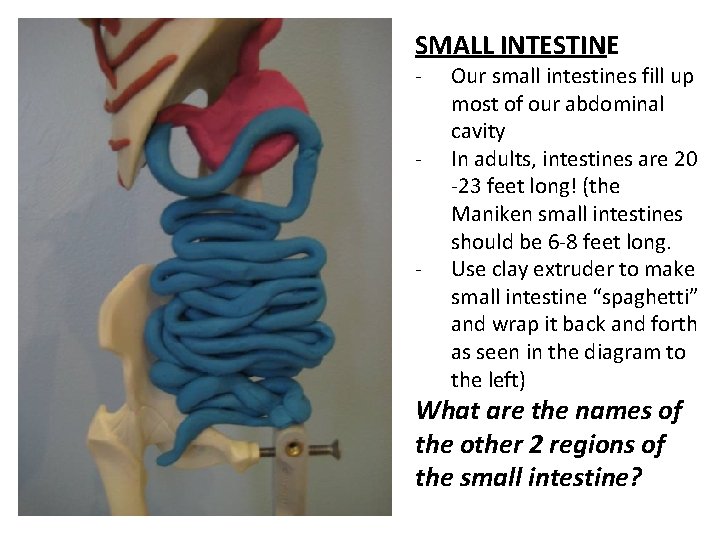 SMALL INTESTINE - - Our small intestines fill up most of our abdominal cavity
