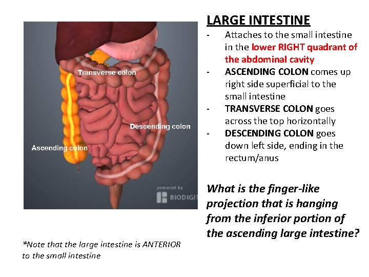 LARGE INTESTINE ASCENDING COLON - *Note that the large intestine is ANTERIOR to the