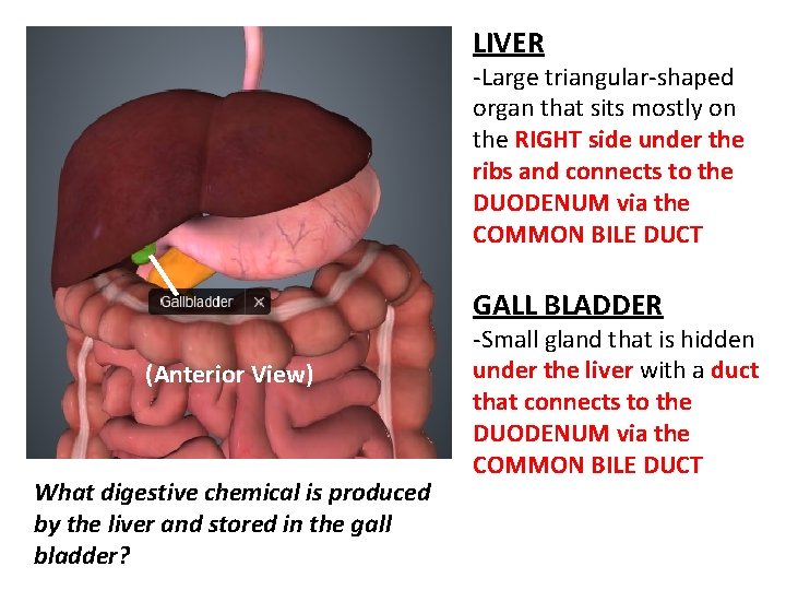 LIVER -Large triangular-shaped organ that sits mostly on the RIGHT side under the ribs