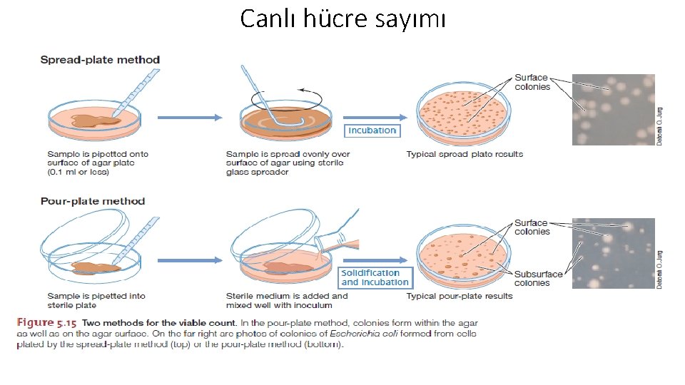 Canlı hücre sayımı 