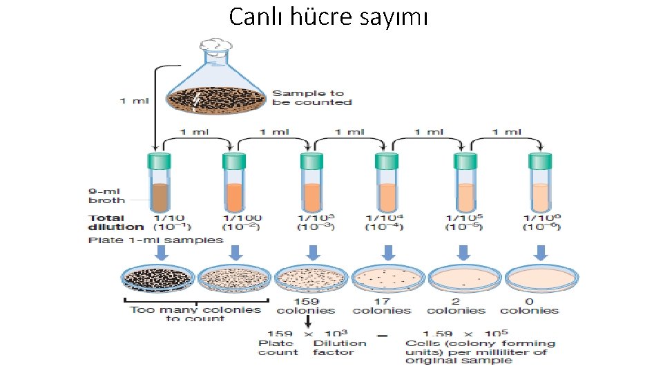 Canlı hücre sayımı 