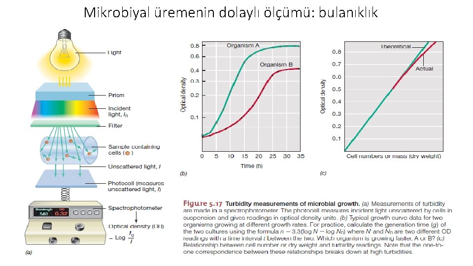 Mikrobiyal üremenin dolaylı ölçümü: bulanıklık 