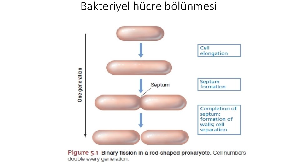 Bakteriyel hücre bölünmesi 