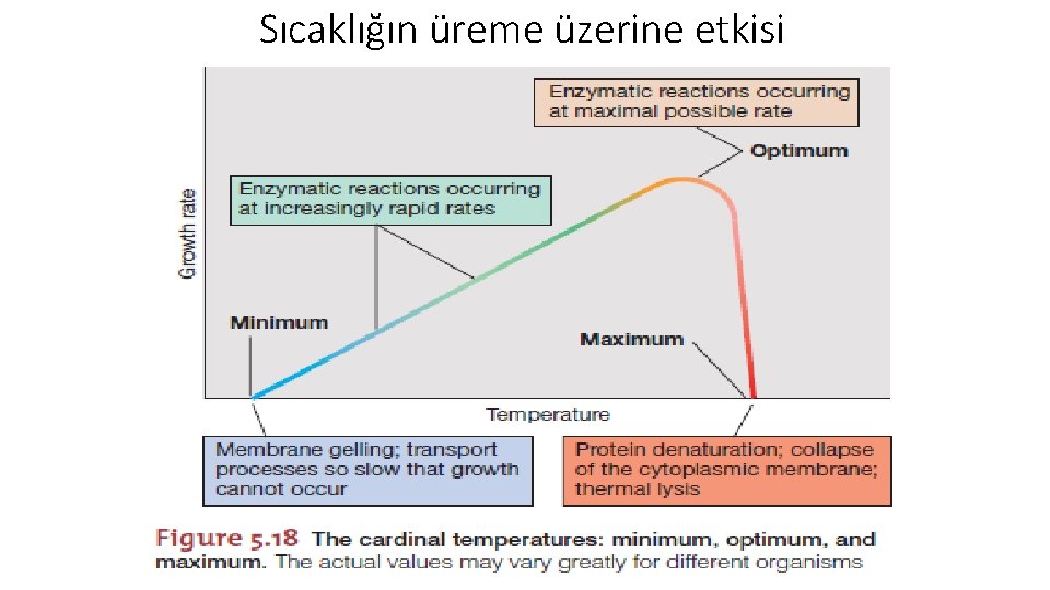 Sıcaklığın üreme üzerine etkisi 