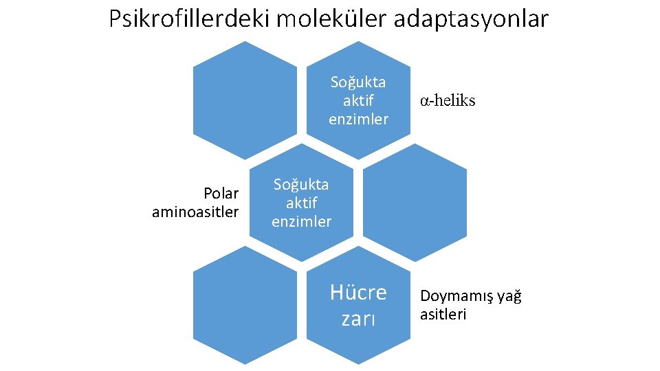 Psikrofillerdeki moleküler adaptasyonlar Soğukta aktif enzimler Polar aminoasitler α-heliks Soğukta aktif enzimler Hücre zarı