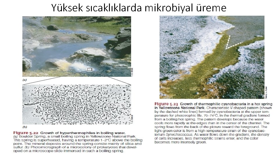 Yüksek sıcaklıklarda mikrobiyal üreme 