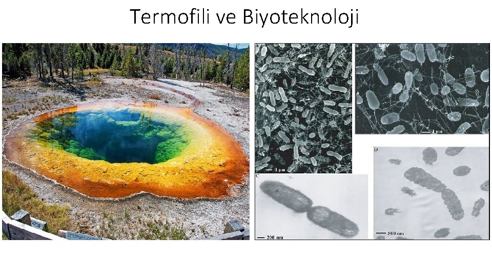 Termofili ve Biyoteknoloji 