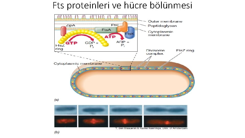 Fts proteinleri ve hücre bölünmesi 