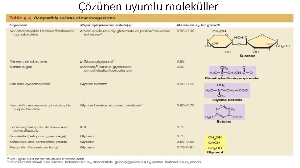 Çözünen uyumlu moleküller 