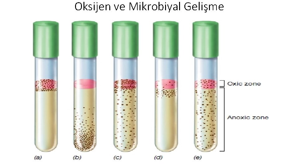 Oksijen ve Mikrobiyal Gelişme 
