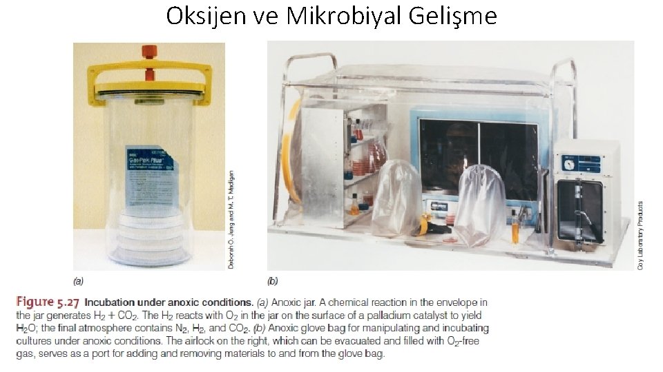 Oksijen ve Mikrobiyal Gelişme 