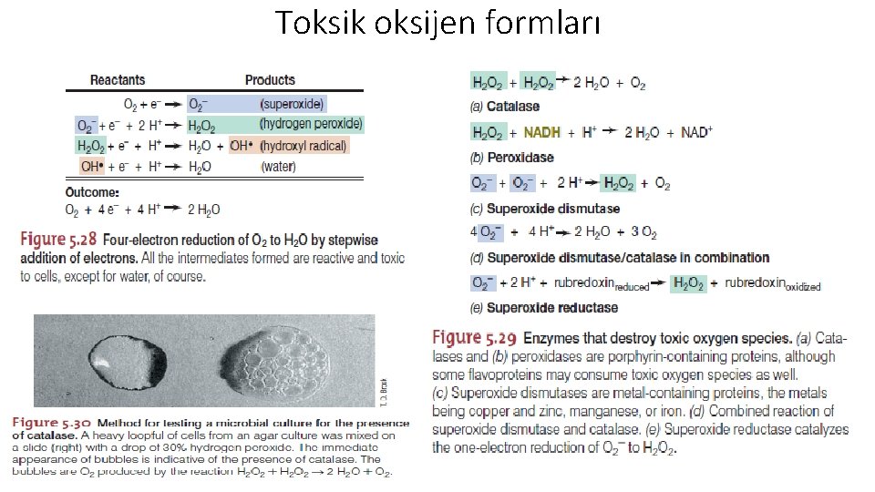 Toksik oksijen formları 