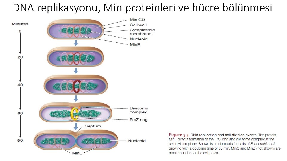 DNA replikasyonu, Min proteinleri ve hücre bölünmesi 