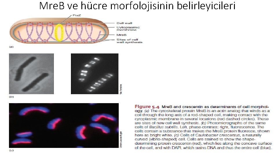 Mre. B ve hücre morfolojisinin belirleyicileri 