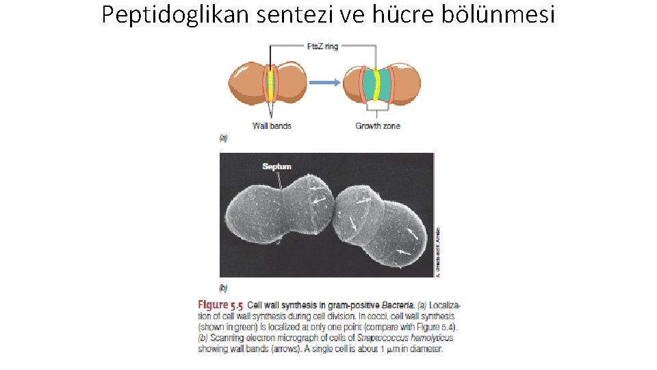 Peptidoglikan sentezi ve hücre bölünmesi 