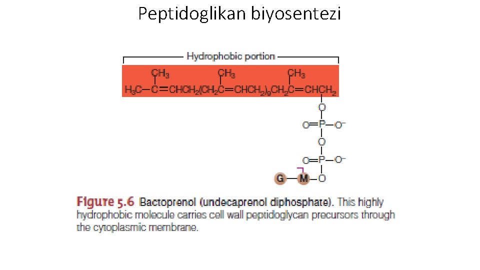 Peptidoglikan biyosentezi 