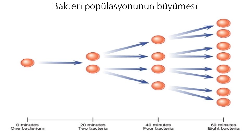 Bakteri popülasyonunun büyümesi 