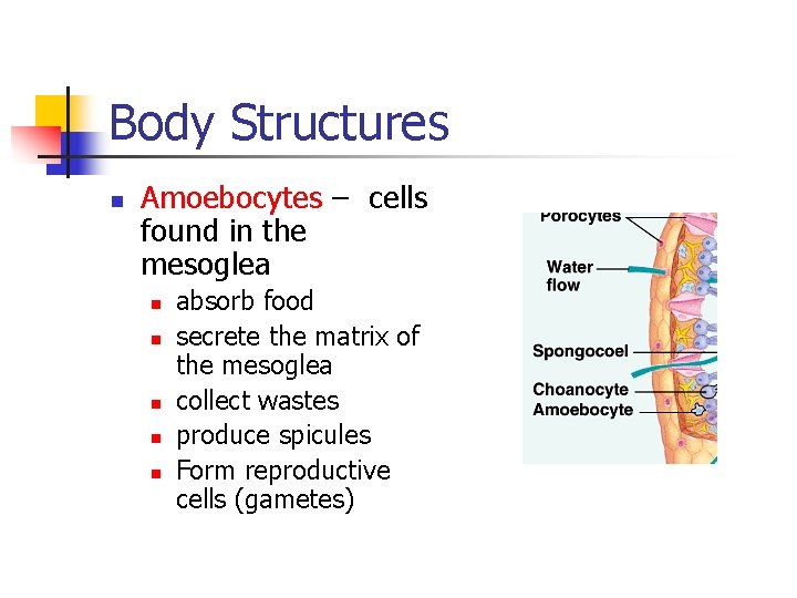 Body Structures n Amoebocytes – cells found in the mesoglea n n n absorb