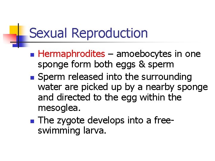 Sexual Reproduction n Hermaphrodites – amoebocytes in one sponge form both eggs & sperm