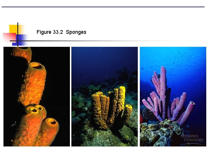 PHYLUM PORIFERA SPONGES Invertebrate Animals Phylum Porifera n