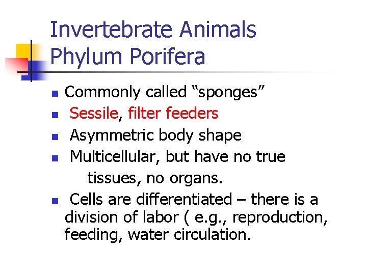 PHYLUM PORIFERA SPONGES Invertebrate Animals Phylum Porifera n