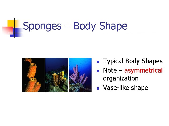 PHYLUM PORIFERA SPONGES Invertebrate Animals Phylum Porifera n