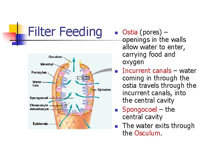 Filter Feeding n n Ostia (pores) – openings in the walls allow water to