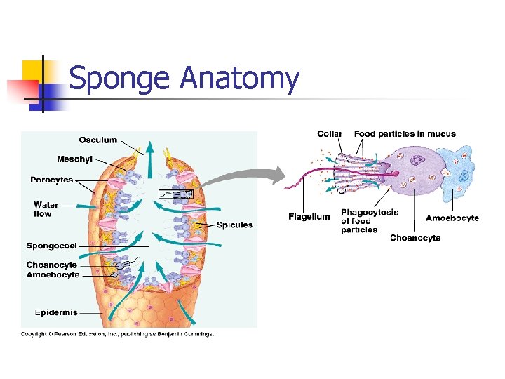 Sponge Anatomy 