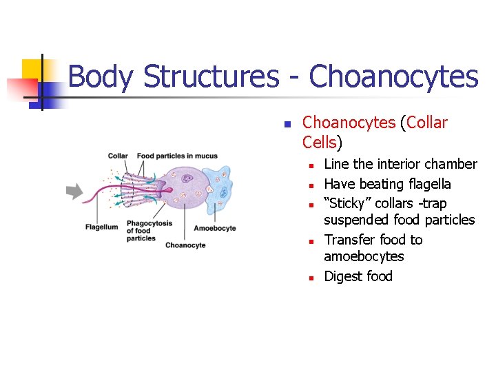 Body Structures - Choanocytes n Choanocytes (Collar Cells) n n n Line the interior