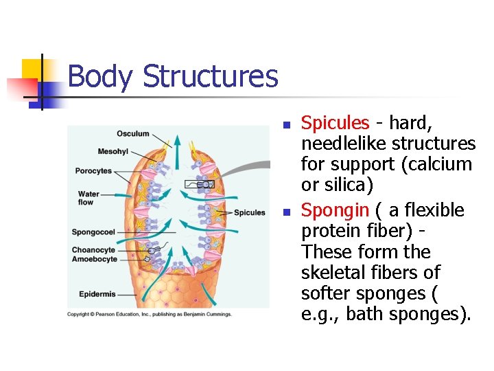 Body Structures n n Spicules - hard, needlelike structures for support (calcium or silica)