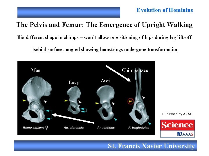 Evolution of Hominins The Pelvis and Femur: The Emergence of Upright Walking Ilia different