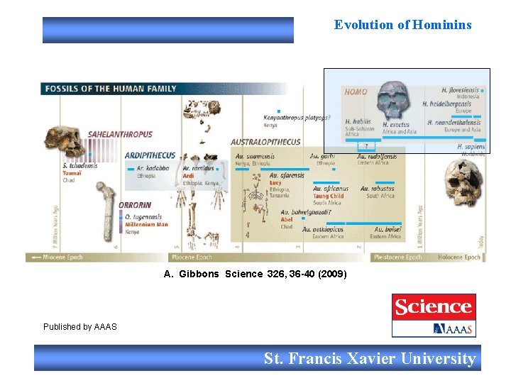Evolution of Hominins A. Gibbons Science 326, 36 -40 (2009) Published by AAAS St.