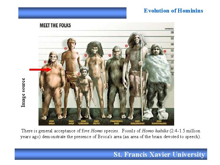 Image source Evolution of Hominins There is general acceptance of five Homo species. Fossils