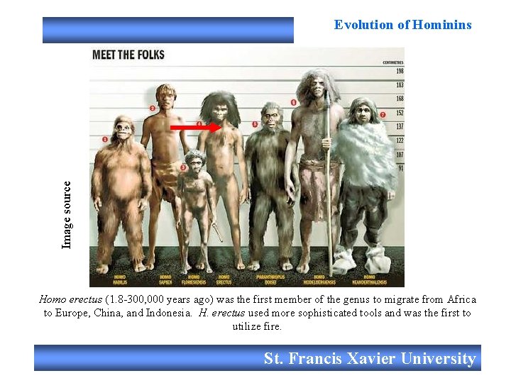 Image source Evolution of Hominins Homo erectus (1. 8 -300, 000 years ago) was