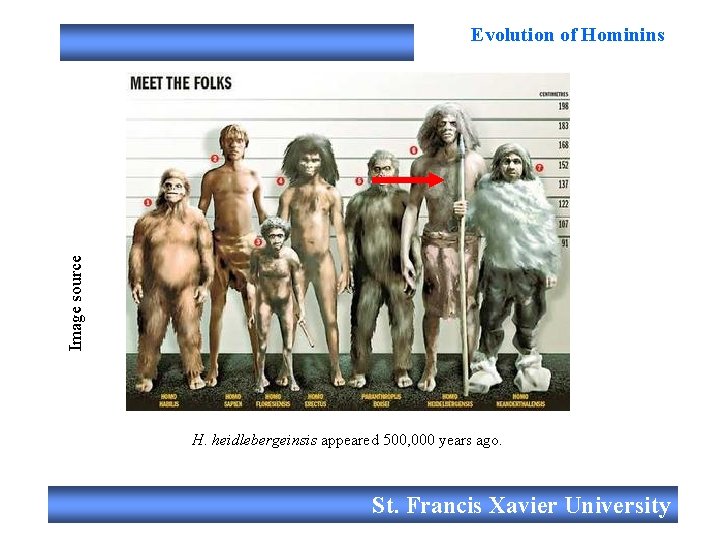 Image source Evolution of Hominins H. heidlebergeinsis appeared 500, 000 years ago. St. Francis