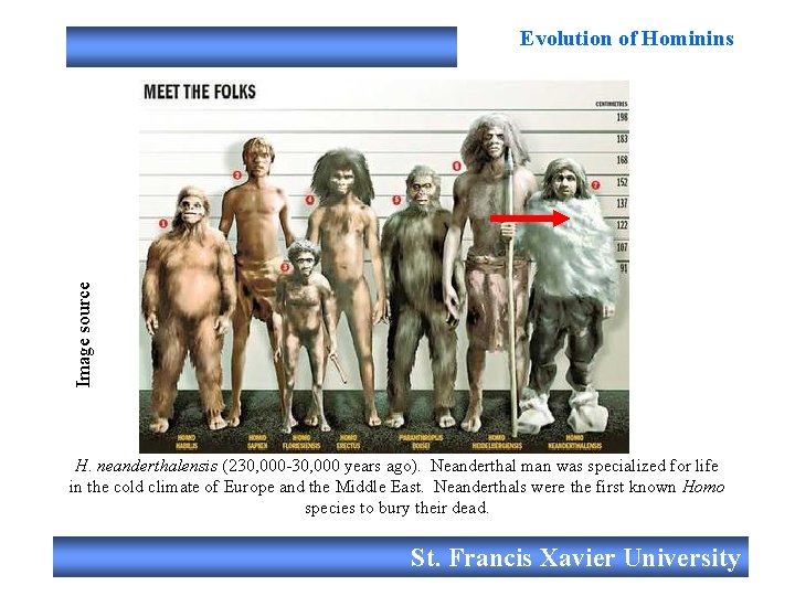 Image source Evolution of Hominins H. neanderthalensis (230, 000 -30, 000 years ago). Neanderthal