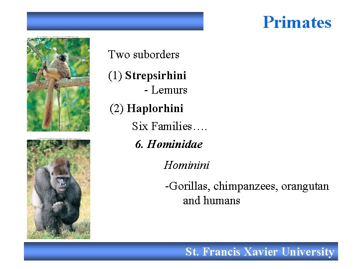 Primates Two suborders (1) Strepsirhini - Lemurs (2) Haplorhini Six Families…. 6. Hominidae Hominini