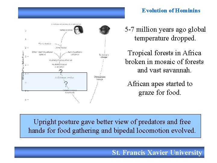 Evolution of Hominins 5 -7 million years ago global temperature dropped. Tropical forests in