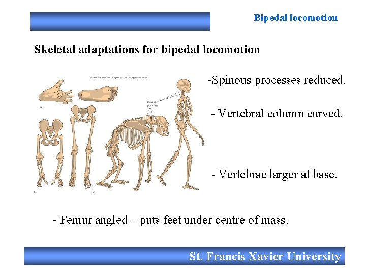 Bipedal locomotion Skeletal adaptations for bipedal locomotion -Spinous processes reduced. - Vertebral column curved.