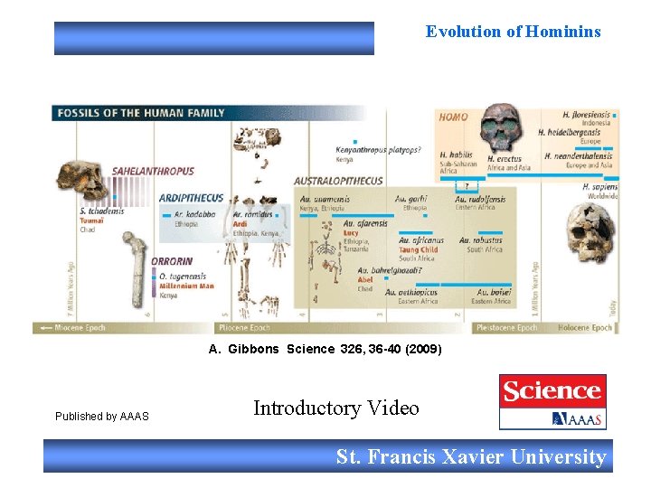 Evolution of Hominins A. Gibbons Science 326, 36 -40 (2009) Published by AAAS Introductory