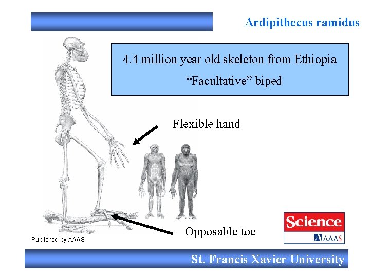 Ardipithecus ramidus 4. 4 million year old skeleton from Ethiopia “Facultative” biped Flexible hand