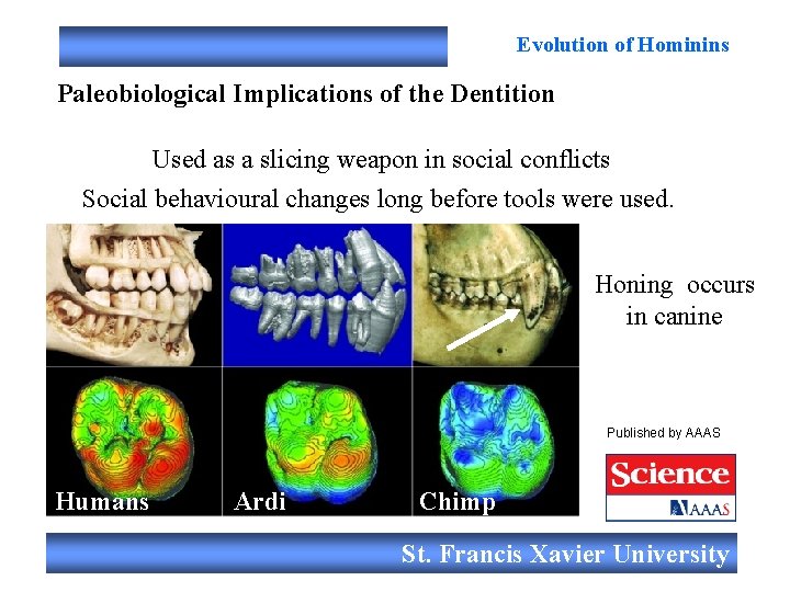 Evolution of Hominins Paleobiological Implications of the Dentition Used as a slicing weapon in
