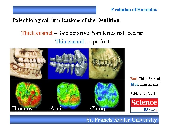 Evolution of Hominins Paleobiological Implications of the Dentition Thick enamel – food abrasive from