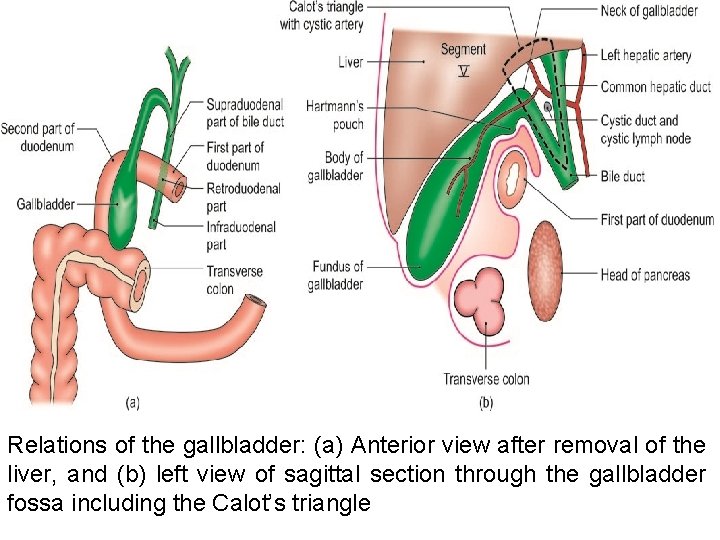Relations of the gallbladder: (a) Anterior view after removal of the liver, and (b)