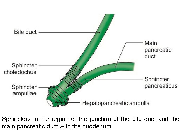 Sphincters in the region of the junction of the bile duct and the main